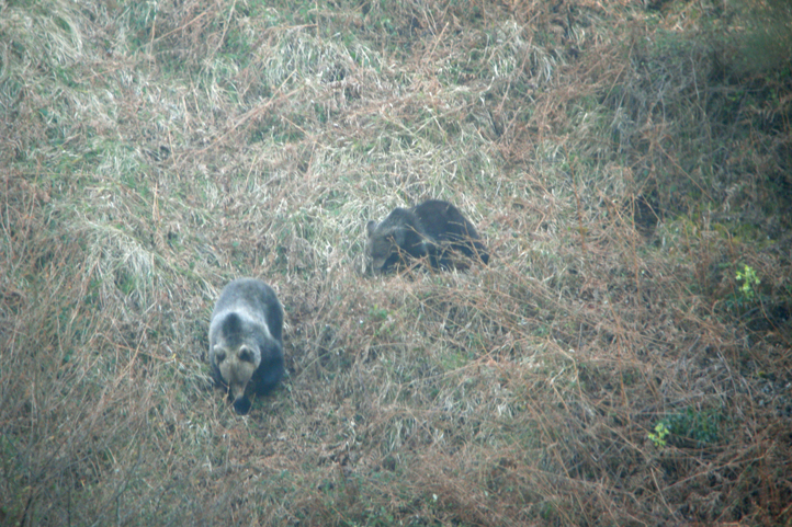 Protected brown bears in the mountains